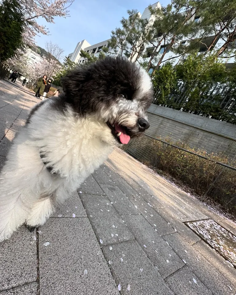 Korean